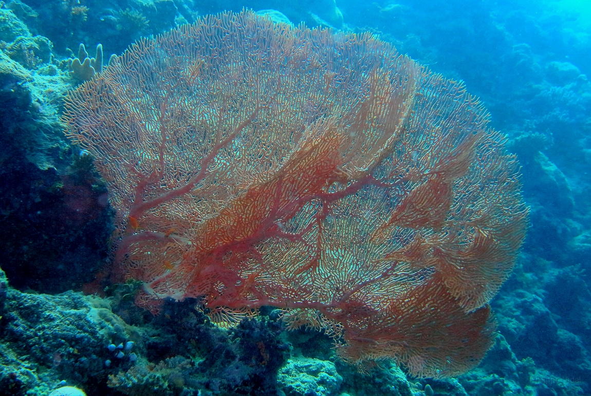IMG_0322rf_Maldives_Madoogali_Plongee 4_Feridhoo dhigga_Gorgone_Subergorgia mollis.jpg